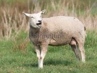 Bleating sheep 이미지 (156247709) - 게티이미지뱅크 Bleating sheep