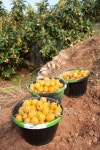 Loquat harvest 이미지 (121261189) - 게티이미지뱅크 Loquat harvest