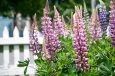 Lupin Garden 이미지 (153727100) - 게티이미지뱅크 Lupin Garden
