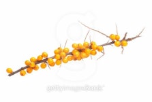 Branch of sea-buckthorn berries 이미지 (134127101) - 게티이미지뱅크 Branch of sea-buckthorn berries