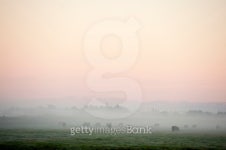 sunrise over misty paddock of cattle 이미지 (122246391) - 게티이미지뱅크 sunrise over misty paddock of cattle