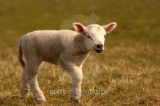 Lamb walking 이미지 (152947081) - 게티이미지뱅크 Lamb walking