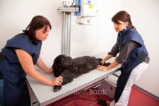 veterinarian preparing dog for x-ray 이미지 (135361730) - 게티이미지뱅크 veterinarian preparing dog for x-ray