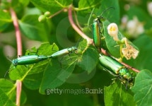 Breeding green beetles 이미지 (121600941) - 게티이미지뱅크 Breeding green beetles