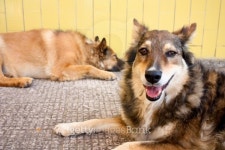 Two Stray Dogs on Sidewalk 이미지 (121998287) - 게티이미지뱅크 Two Stray Dogs on Sidewalk