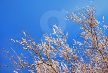 Tree  branches in snow 이미지 (136194545) - 게티이미지뱅크 Tree  branches in snow
