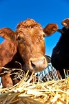 friendly cattle on straw with blue sky 이미지 (152966509) - 게티이미지뱅크 friendly cattle on straw with blue sky