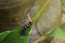 Black worm on leaf 이미지 (121913728) - 게티이미지뱅크 Black worm on leaf