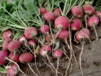 radishes 이미지 (115051364) - 게티이미지뱅크 radishes