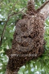 Bee Hive in a Tree 이미지 (111922814) - 게티이미지뱅크 Bee Hive in a Tree