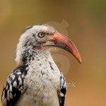 Red billed hornbill 이미지 (155243757) - 게티이미지뱅크 Red billed hornbill