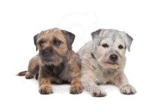 Old and Young border terrier dogs 이미지 (162285265) - 게티이미지뱅크 Old and Young border terrier dogs