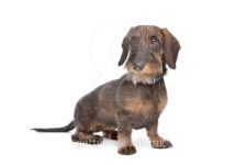 Wire-haired dachshund 이미지 (162287577) - 게티이미지뱅크 Wire-haired dachshund