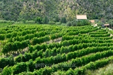 Vineyard along the Passo del Bracco 이미지 (123981667) - 게티이미지뱅크 Vineyard along the Passo del Bracco