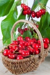 Cherries in basket 이미지 (121348637) - 게티이미지뱅크 Cherries in basket