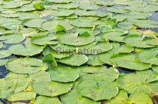 Green Lilypads on Swampy Lake 이미지 (186848193) - 게티이미지뱅크 Green Lilypads on Swampy Lake