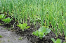 vegetable garden 이미지 (120707846) - 게티이미지뱅크 vegetable garden