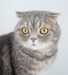 Portrait of a cat breed Scottish Fold 이미지 (177104172) - 게티이미지뱅크 Portrait of a cat breed Scottish Fold
