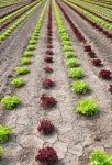 Lettuce field 이미지 (111814139) - 게티이미지뱅크 Lettuce field