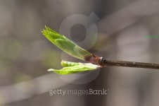Spring bud 이미지 (120738275) - 게티이미지뱅크 Spring bud