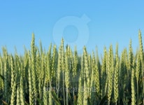Wheat 이미지 (121072740) - 게티이미지뱅크 Wheat