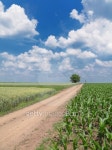 Rural scene 이미지 (122706612) - 게티이미지뱅크 Rural scene