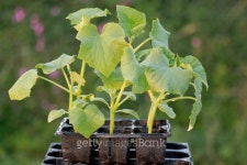 Potted Gherkin plants (Cucumis sativus) 이미지 (161831798) - 게티이미지뱅크 Potted Gherkin plants (Cucumis sativus)