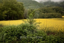Yellow and green 이미지 (133560764) - 게티이미지뱅크 Yellow and green