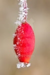 frozen dog rose 이미지 (136262263) - 게티이미지뱅크 frozen dog rose