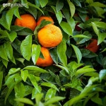 Tangerines 이미지 (160084132) - 게티이미지뱅크 Tangerines