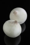 White onion 이미지 (157039017) - 게티이미지뱅크 White onion