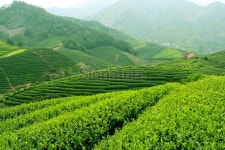 Beautiful tea garden 이미지 (183338903) - 게티이미지뱅크 Beautiful tea garden