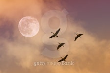 Geese Migration by Moon 이미지 (133895792) - 게티이미지뱅크 Geese Migration by Moon