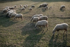 Sheep in the Field 이미지 (184878076) - 게티이미지뱅크 Sheep in the Field