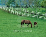 Mare and Colt on a ranch 이미지 (125801497) - 게티이미지뱅크 Mare and Colt on a ranch