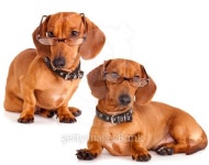 purebred dachshund 이미지 (137513912) - 게티이미지뱅크 purebred dachshund