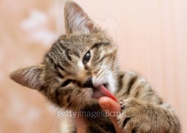 Kitten licking finger 이미지 (123041888) - 게티이미지뱅크 Kitten licking finger