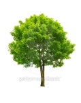 green tree 이미지 (142276738) - 게티이미지뱅크 green tree