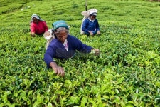 Tamil tea pickers collecting leaves, Sri Lanka 이미지 (183408308) - 게티이미지뱅크 Tamil tea pickers collecting leaves, Sri Lanka