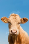Cow in the Face 이미지 (138295069) - 게티이미지뱅크 Cow in the Face