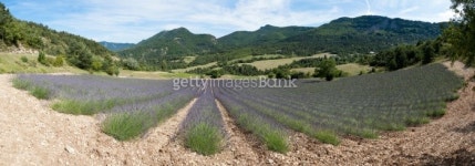 panoramic field of lavender - DrÃ´me 이미지 (121556299) - 게티이미지뱅크 panoramic field of lavender - DrÃ´me
