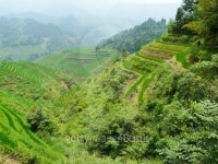 rice fields 이미지 (136557271) - 게티이미지뱅크 rice fields