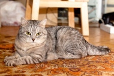 Crey tabby cat 이미지 (136601988) - 게티이미지뱅크 Crey tabby cat