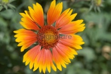 Blanket Flower, Gaillardia Grandiflora 이미지 (183793980) - 게티이미지뱅크 Blanket Flower, Gaillardia Grandiflora