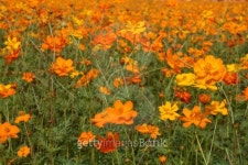 Cosmos sulfureus 이미지 (153523239) - 게티이미지뱅크 Cosmos sulfureus