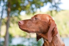 Vizsla Dog Closeup in the Forest 이미지 (120214784) - 게티이미지뱅크 Vizsla Dog Closeup in the Forest