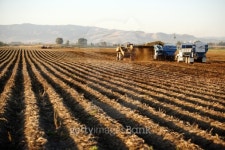 Potato harvest 이미지 (153533774) - 게티이미지뱅크 Potato harvest