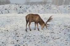 Zoology 이미지 (153758984) - 게티이미지뱅크 Zoology