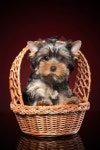 Yorkshire terrier puppy in basket 이미지 (155906543) - 게티이미지뱅크 Yorkshire terrier puppy in basket