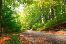Rural autumn scenery 이미지 (120743181) - 게티이미지뱅크 Rural autumn scenery